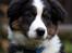 Border collie Mowgli - Foto af Åsa Eriksson