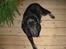 Labrador retriever skipper