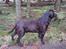 Labrador retriever Baloo