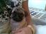 Mops Berta - Mor og jeg ser fjernsyn :)