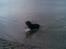 Rottweiler joejoe + 8-02-2010 - jeg elsker stranden