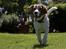 Beagle Mads / Fairytosh Mc. Cafferty - Jubiii ! :D (sommeren 2010) - Fotograf Jens Hald