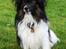 Papillon Birkedal's Hovsa / Pjevs