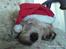 Grand basset griffon vendéen Fiffi<3 AFLIVET ;´(  - Velkommen til Fiffi´s profil <3 Her er den lille charmetrold <333