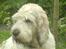 Grand basset griffon vendéen Fiffi<3 AFLIVET ;´(  - Hej.. Er jeg ikke sød?