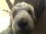 Grand basset griffon vendéen Fiffi<3 AFLIVET ;´(  - Kuk kuk, skal vi ikke gå en tur..?