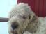 Grand basset griffon vendéen Fiffi<3 AFLIVET ;´(  - Her ligger jeg jo fint, man skal jo tage en lur engang imellem <3