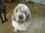 Grand basset griffon vendéen Fiffi<3 AFLIVET ;´(  - Heej.. Har du ikke nok en godbid ? Bare en lille en ?