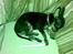 Chihuahua Cloe