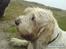 Grand basset griffon vendéen Fiffi<3 AFLIVET ;´(  - ...R.I.P <3
