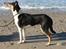 Collie korthåret Sirius. 