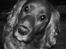 Cocker spaniel Trine ´fransen - Hej med jer. Jeg hedder Trine