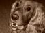 Cocker spaniel Trine ´fransen