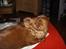 Cocker spaniel Trine ´fransen