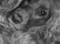 Cocker spaniel Trine ´fransen
