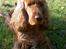 Cocker spaniel Trine ´fransen
