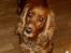 Cocker spaniel Trine ´fransen