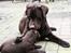 Labrador retriever Baloo - Nu hører du godt efter min tøs :-)