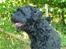 Sort russisk terrier Romanov - Død - Min bedste ven. <3