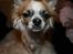 Chihuahua Niño