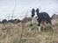 Border collie Cleo RIP lille tøs