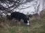 Border collie Cleo RIP lille tøs