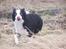 Border collie Cleo RIP lille tøs
