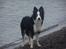 Border collie Cleo RIP lille tøs