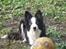 Border collie Cleo RIP lille tøs