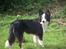 Border collie Cleo RIP lille tøs