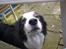 Border collie Cleo RIP lille tøs
