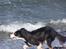 Border collie Cleo RIP lille tøs