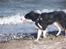 Border collie Cleo RIP lille tøs