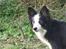 Border collie Cleo RIP lille tøs