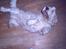 Grand basset griffon vendéen Fiffi<3 AFLIVET ;´(  - Rulle, rulle hvordan kommer man op ?
