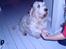 Grand basset griffon vendéen Fiffi<3 AFLIVET ;´(  - Se han giver pote ! ! Sød dreng ! 