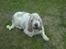 Grand basset griffon vendéen Fiffi<3 AFLIVET ;´(  - Hej ! Tager du nu billeder igen ?