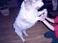 Grand basset griffon vendéen Fiffi<3 AFLIVET ;´(  - Spriiiiiiiiiiiiiiiiiiing ! ! 