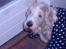 Grand basset griffon vendéen Fiffi<3 AFLIVET ;´(  - Jeg har fået tæppe på hihihihihi .. ( :
