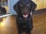 Labrador retriever Tanni<3