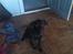 Labrador retriever Tanni<3