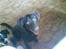 Labrador retriever Tanni<3