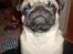 Mops Albert