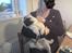Mops Albert - Den lille mand blev lidt træt ;) synes han er så kær på det billed.