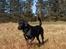 Blanding af racer Samson - Jeg kan se en anden hund, mon vi kan lege?