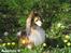 Shetland sheepdog mikkel  (DØD)