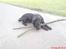 Labrador retriever Baloo regnr. 09914/2006 - det her er livet!!