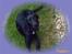 Labrador retriever santos
