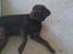 Labrador retriever Tanni<3