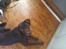 Labrador retriever Tanni<3